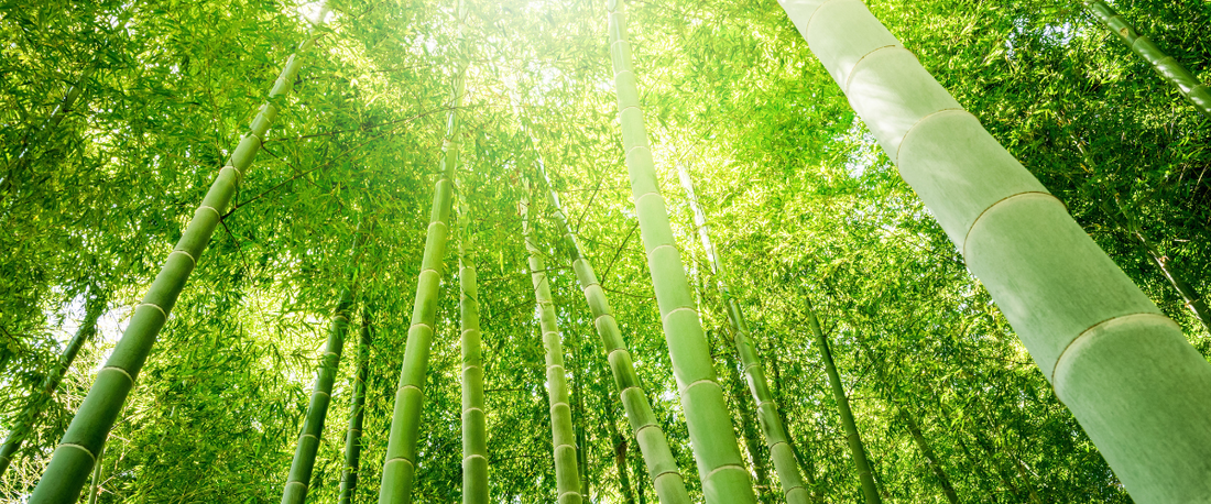 Supplement returns better than ever /